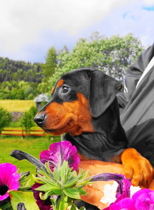 Pinscher * Xélanc Young Yarscha 7 veckor